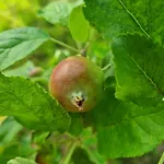 W Malym Sadzie Villa Dobra (Slupsk)