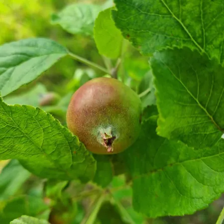 W Malym Sadzie Villa Dobra (Slupsk)