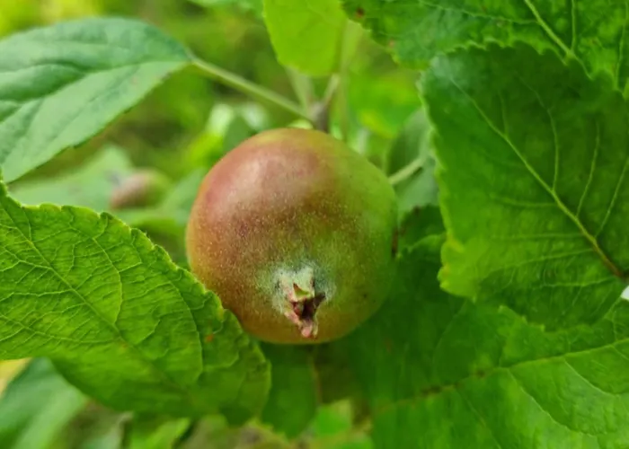 W Malym Sadzie 别墅 Dobra (Slupsk)