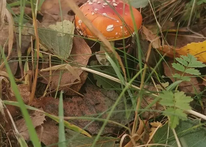 W Malym Sadzie Dobra (Slupsk)