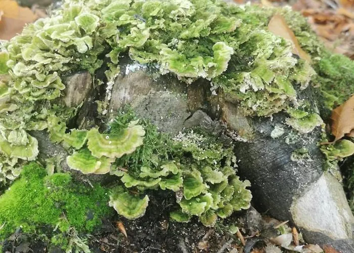 W Malym Sadzie * Dobra (Slupsk)